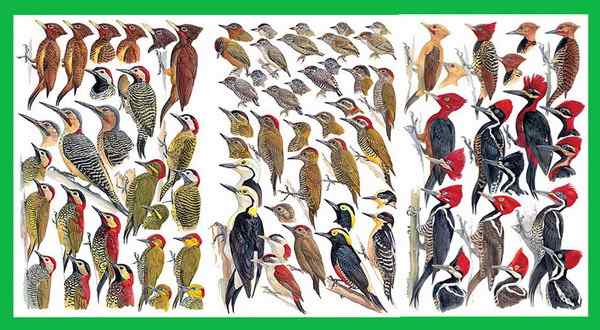 通体金黄的啄木鸟——乳脂色啄木鸟