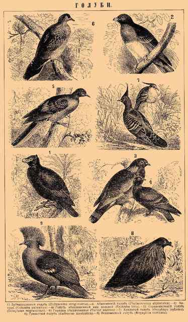 长发披肩的美丽鸽子——绿蓑鸽（尼柯巴鸠）