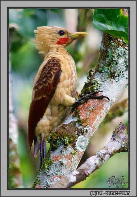 通体金黄的啄木鸟——乳脂色啄木鸟