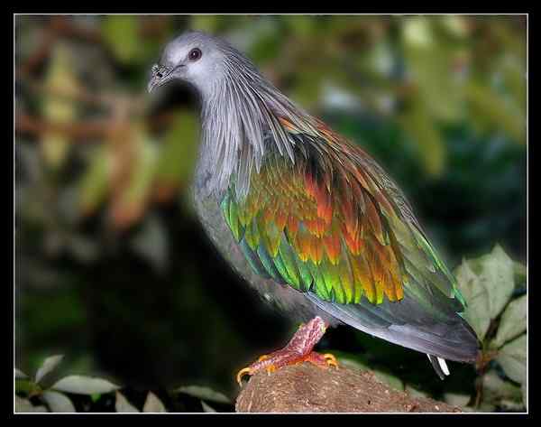 长发披肩的美丽鸽子——绿蓑鸽（尼柯巴鸠）