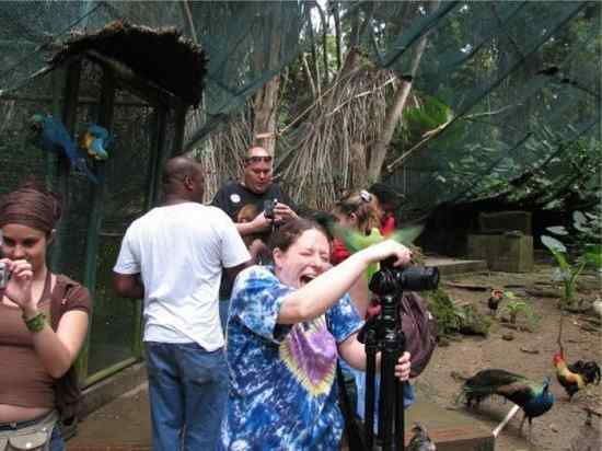 让人抓狂的鸟类 让人抓狂的鸟类