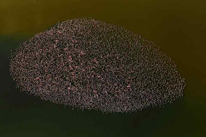 摄影家罗红作品：火烈鸟群的大河之舞