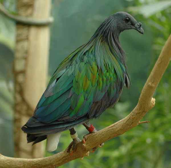 长发披肩的美丽鸽子——绿蓑鸽（尼柯巴鸠）