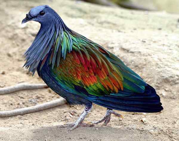 长发披肩的美丽鸽子——绿蓑鸽（尼柯巴鸠）