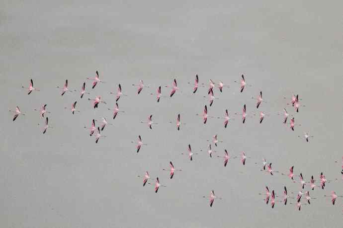 摄影家罗红作品：火烈鸟群的大河之舞