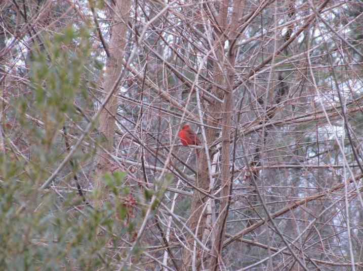我们拍到清晰的主红鸟（枢机鸟）啦！
