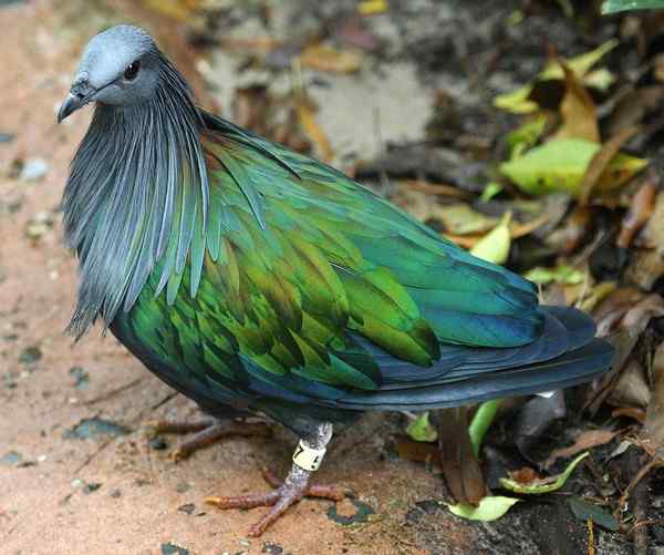 长发披肩的美丽鸽子——绿蓑鸽（尼柯巴鸠）