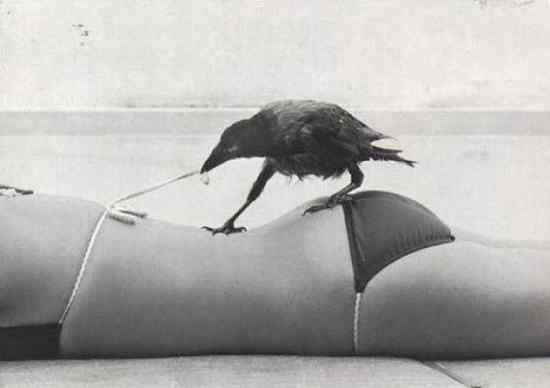 让人抓狂的鸟类 让人抓狂的鸟类