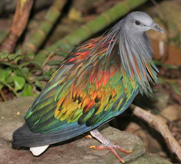 长发披肩的美丽鸽子——绿蓑鸽（尼柯巴鸠）