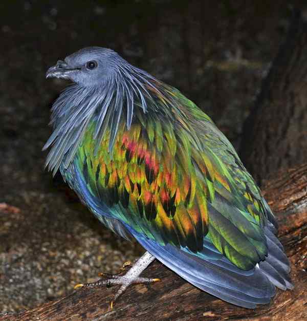 长发披肩的美丽鸽子——绿蓑鸽（尼柯巴鸠）