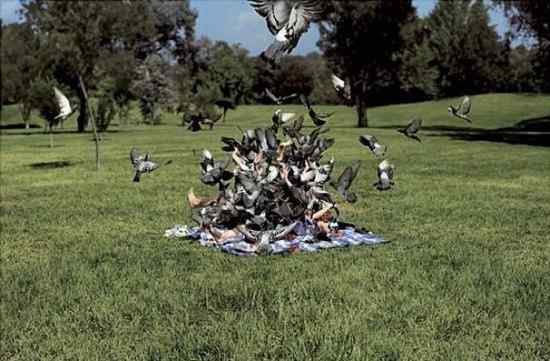 让人抓狂的鸟类 让人抓狂的鸟类