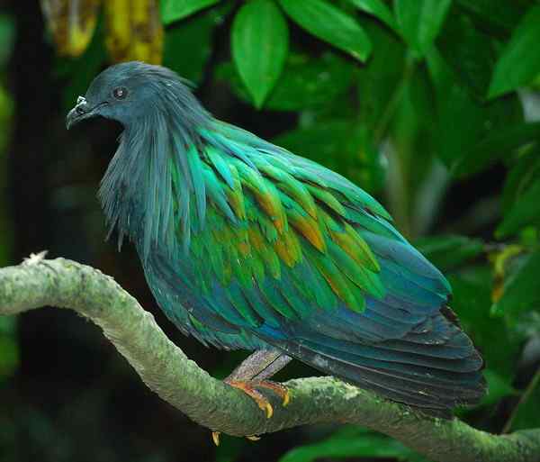 长发披肩的美丽鸽子——绿蓑鸽（尼柯巴鸠）