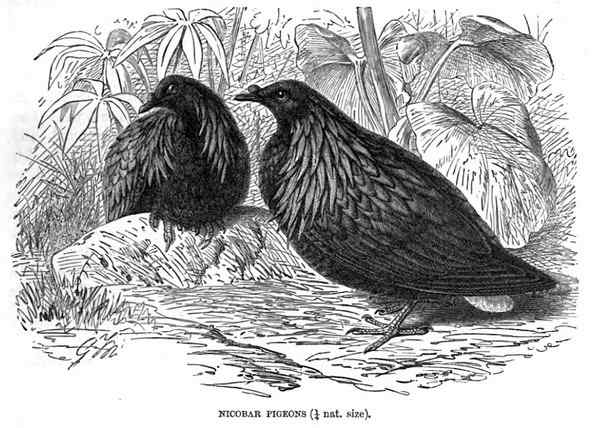 长发披肩的美丽鸽子——绿蓑鸽（尼柯巴鸠）