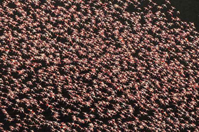 摄影家罗红作品：火烈鸟群的大河之舞