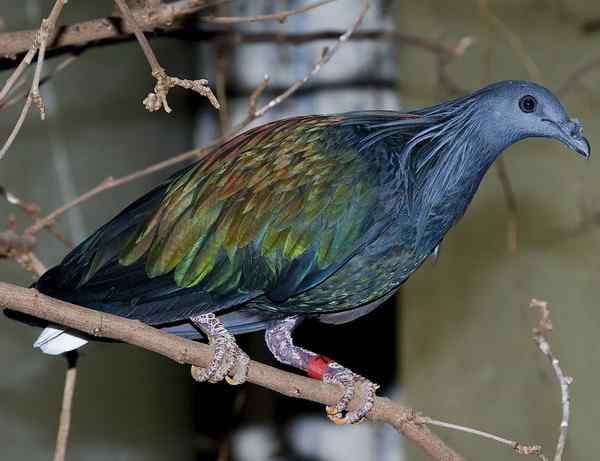 长发披肩的美丽鸽子——绿蓑鸽（尼柯巴鸠）