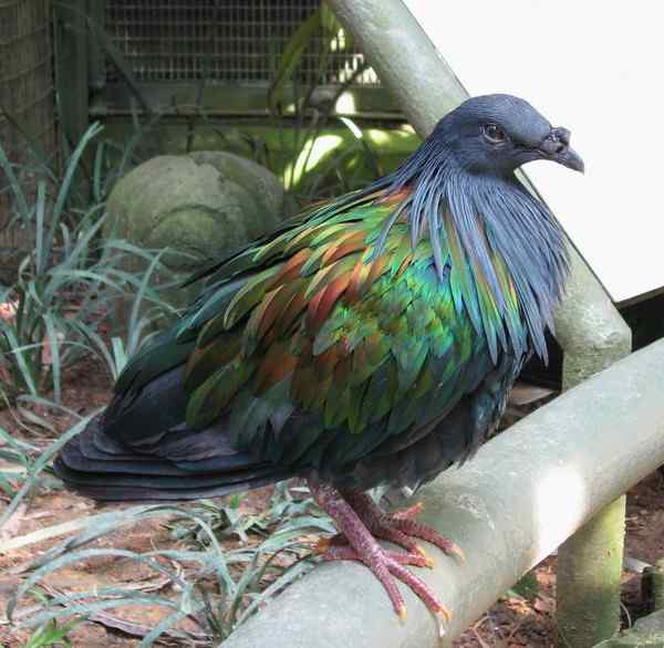 长发披肩的美丽鸽子——绿蓑鸽（尼柯巴鸠）