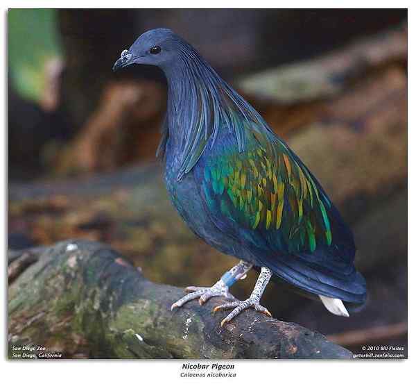 长发披肩的美丽鸽子——绿蓑鸽（尼柯巴鸠）