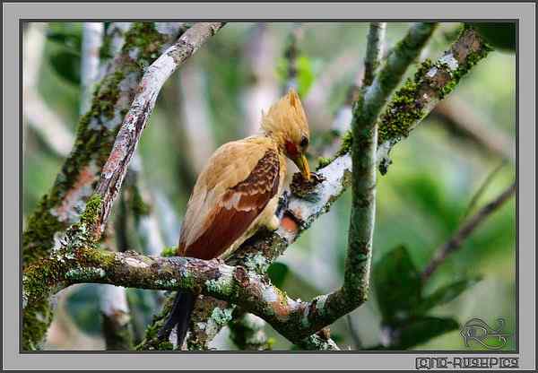 通体金黄的啄木鸟——乳脂色啄木鸟