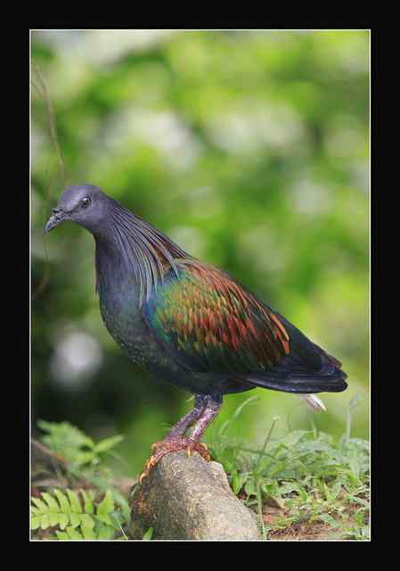 长发披肩的美丽鸽子——绿蓑鸽（尼柯巴鸠）