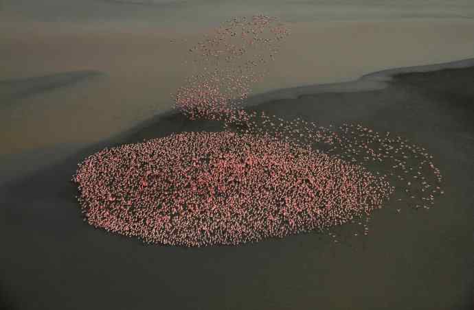 摄影家罗红作品：火烈鸟群的大河之舞