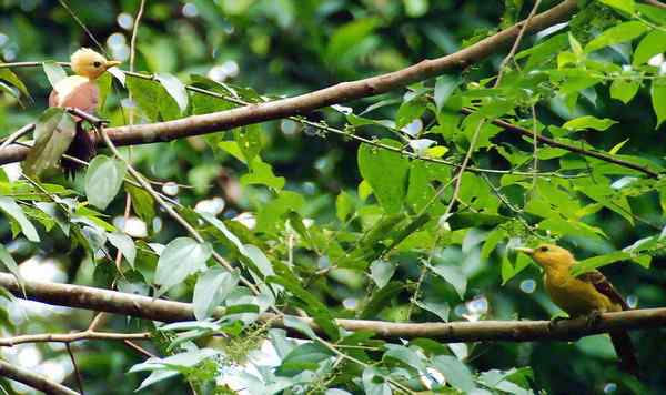 通体金黄的啄木鸟——乳脂色啄木鸟