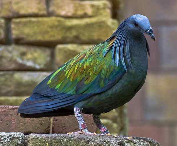 长发披肩的美丽鸽子——绿蓑鸽（尼柯巴鸠）