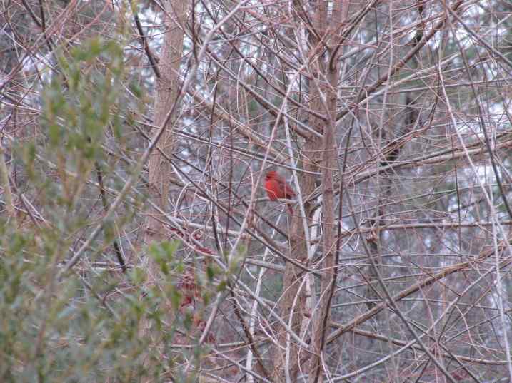 我们拍到清晰的主红鸟（枢机鸟）啦！