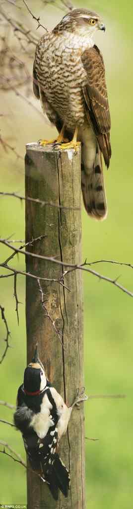 史上最聪明的啄木鸟 躲避雀鹰追杀！