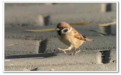 麻雀为什么跳着走？