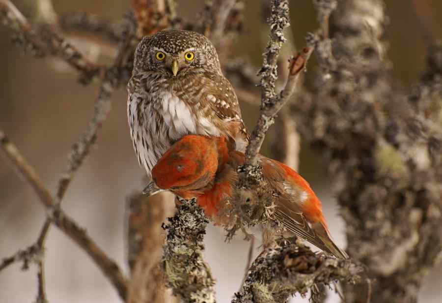 罕见照片：猫头鹰（花头鸺鹠）捕食小鸟（鹦赋交啄鸟）