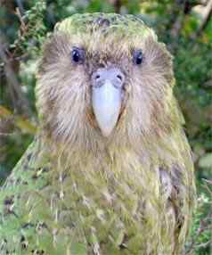 新西兰枭鹦鹉名声大振 担任政府发言鸟