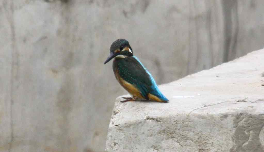 大翠鸟还是别的？