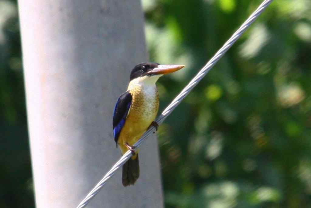 大翠鸟还是别的?