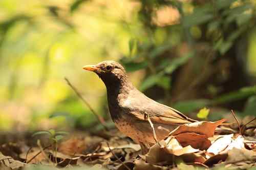 武汉大学樱花园的乌灰鸫宝宝
