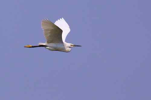鹭舞九天 鹭舞九天