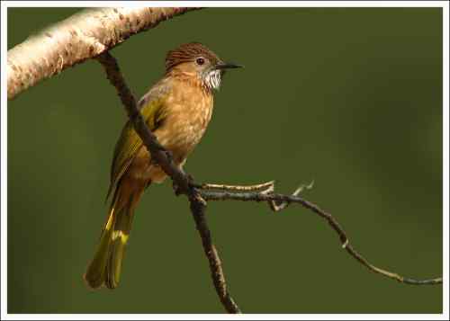 绿翅短脚鹎：不期而遇的幸运