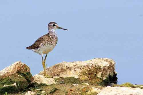 武汉观鸟——林鹬 武汉观鸟——林鹬