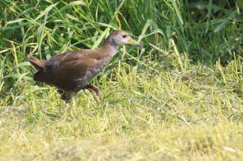红脚苦恶鸟：感谢新疆鸟类摄影师穗穗红！