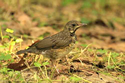 武汉大学樱花园的乌灰鸫宝宝