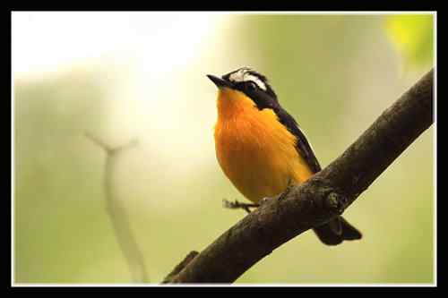 白眉姬鹟 武汉植物园 白眉姬鹟 武汉植物园