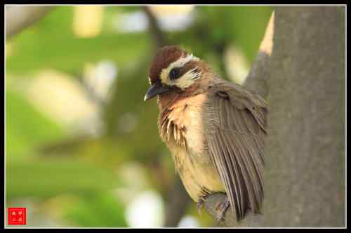 胆大的白颊噪鹛 武汉