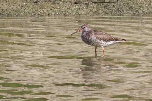 湖北湿地的红脚鹬 就一只 湖北湿地的红脚鹬 就一只