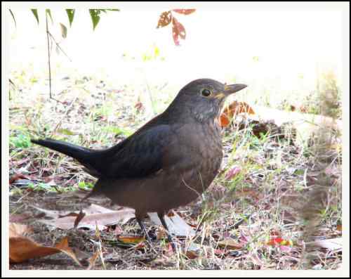 菜鸟歌唱也好听！写写乌鸫