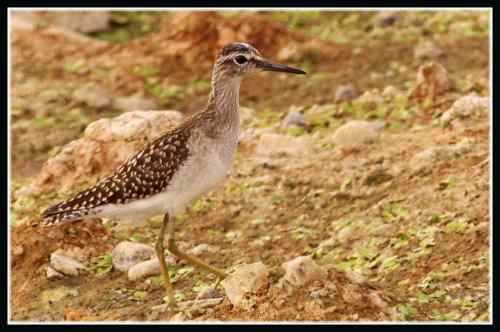 武汉观鸟——林鹬 武汉观鸟——林鹬
