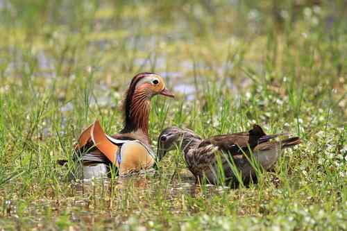 只羡鸳鸯不羡仙——鸳鸯