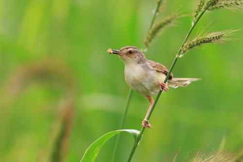爱表演的褐头鹪莺