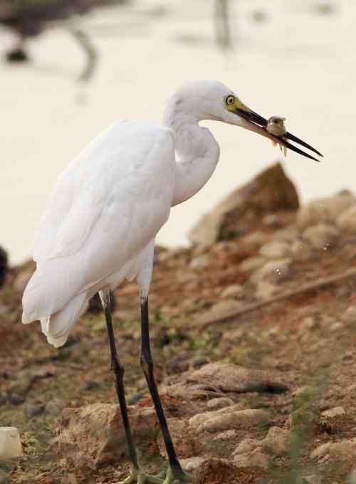 鹭舞九天 鹭舞九天