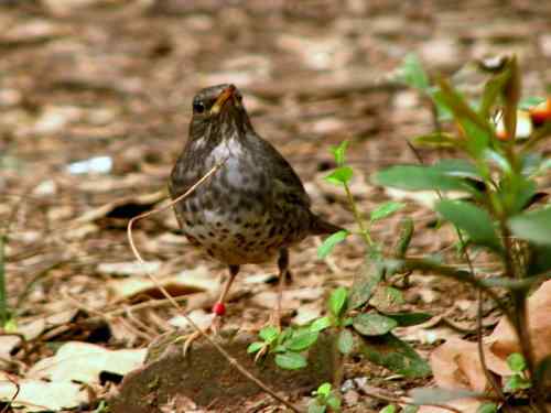 带环志的乌灰鸫 武汉大学