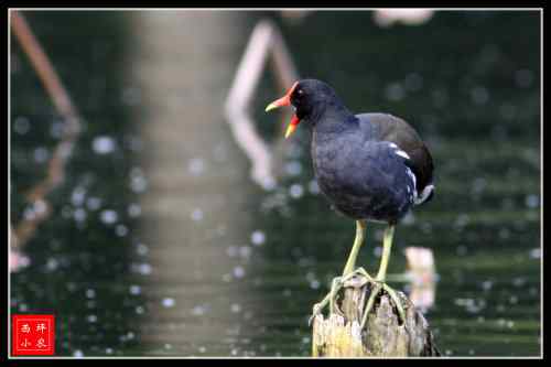 会游泳的黑水鸡 武汉
