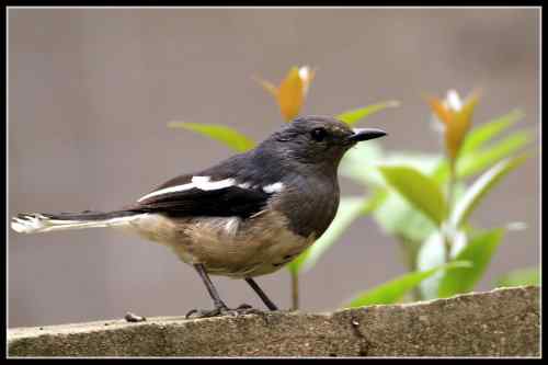 鹊鸲起篓子 武汉